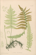 Load image into Gallery viewer, Bradbury, Henry   Plate 29