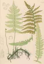 Load image into Gallery viewer, Bradbury, Henry   Plate 29