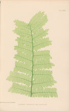 Load image into Gallery viewer, Bradbury, Henry  Plate 31