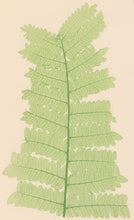 Load image into Gallery viewer, Bradbury, Henry  Plate 31