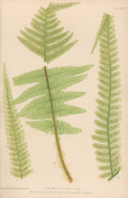 Load image into Gallery viewer, Bradbury, Henry   Plate 33