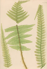 Load image into Gallery viewer, Bradbury, Henry   Plate 33