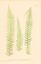 Load image into Gallery viewer, Bradbury, Henry  Plate 34
