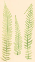 Load image into Gallery viewer, Bradbury, Henry  Plate 34
