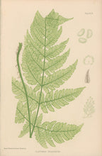 Load image into Gallery viewer, Bradbury, Henry  Plate 43