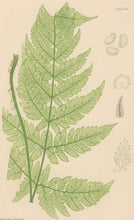 Load image into Gallery viewer, Bradbury, Henry  Plate 43