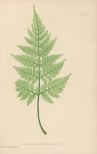 Load image into Gallery viewer, Bradbury, Henry  Plate 46