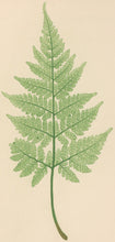 Load image into Gallery viewer, Bradbury, Henry  Plate 46