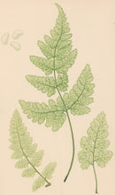Load image into Gallery viewer, Bradbury, Henry   Plate 48