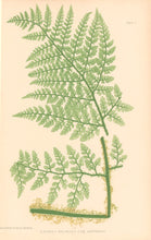 Load image into Gallery viewer, Bradbury, Henry  Plate 50
