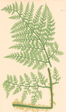 Load image into Gallery viewer, Bradbury, Henry  Plate 50