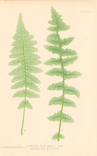 Load image into Gallery viewer, Bradbury, Henry  Plate 53 bis