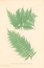 Load image into Gallery viewer, Bradbury, Henry  Plate 56 bis