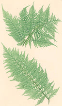 Load image into Gallery viewer, Bradbury, Henry  Plate 56 bis