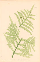Load image into Gallery viewer, Bradbury, Henry  Plate 5