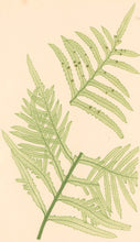 Load image into Gallery viewer, Bradbury, Henry  Plate 5
