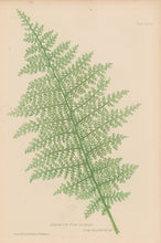 Load image into Gallery viewer, Bradbury, Henry  Plate 60 bis