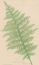 Load image into Gallery viewer, Bradbury, Henry  Plate 60 bis