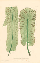 Load image into Gallery viewer, Bradbury, Henry   Plate 85