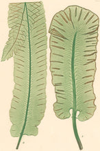 Load image into Gallery viewer, Bradbury, Henry   Plate 85