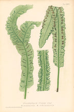Load image into Gallery viewer, Bradbury, Henry   Plate 86