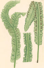 Load image into Gallery viewer, Bradbury, Henry   Plate 86