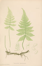 Load image into Gallery viewer, Bradbury, Henry   Plate 8