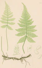 Load image into Gallery viewer, Bradbury, Henry   Plate 8