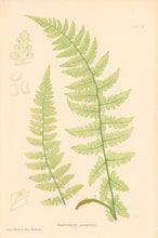 Load image into Gallery viewer, Bradbury, Henry  Plate 9