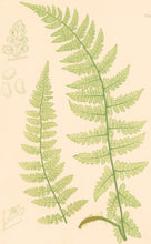 Load image into Gallery viewer, Bradbury, Henry  Plate 9