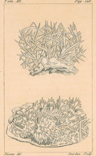 Load image into Gallery viewer, Deseve "Flos-Ferri"