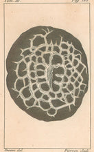 Load image into Gallery viewer, Deseve "Ludus Helmontii, d'Aberladi, en Ecosse"