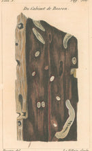 Load image into Gallery viewer, Deseve "Bois Agatisé contenant des vers"