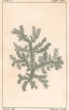 Load image into Gallery viewer, Deseve "Argent en Dendrites, du Pérou"