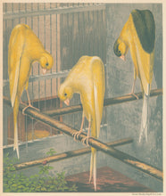 Load image into Gallery viewer, Ludlow “Belgian Canaries: Clear Yellow, Variegated Yellow, Clear Buff&quot;
