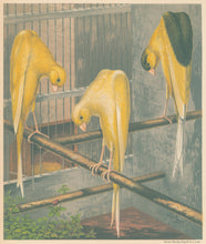 Load image into Gallery viewer, Ludlow “Belgian Canaries: Clear Yellow, Variegated Yellow, Clear Buff"