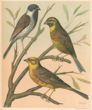 Load image into Gallery viewer, Rutledge, W. “Black-Headed Bunting, Cirl Bunting, Yellow Bunting&quot;

