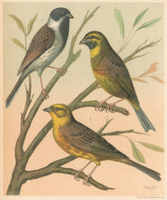 Load image into Gallery viewer, Rutledge, W. “Black-Headed Bunting, Cirl Bunting, Yellow Bunting"
