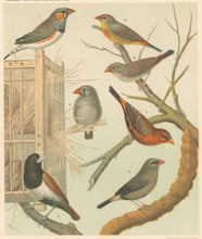 Load image into Gallery viewer, Rutledge, W. “Chestnut Eared Finch or Australian Zebra Finch, (M&F), African Zebra Waxbill (M&F), Amaduve Finch (M&F), Three Coloured Finch or Nun"
