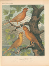Load image into Gallery viewer, Ludlow “Cinnamon Canaries. Norwich Type"