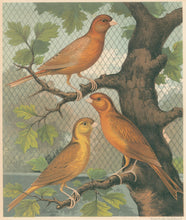 Load image into Gallery viewer, Ludlow “Cinnamon Canaries. Norwich Type&quot;
