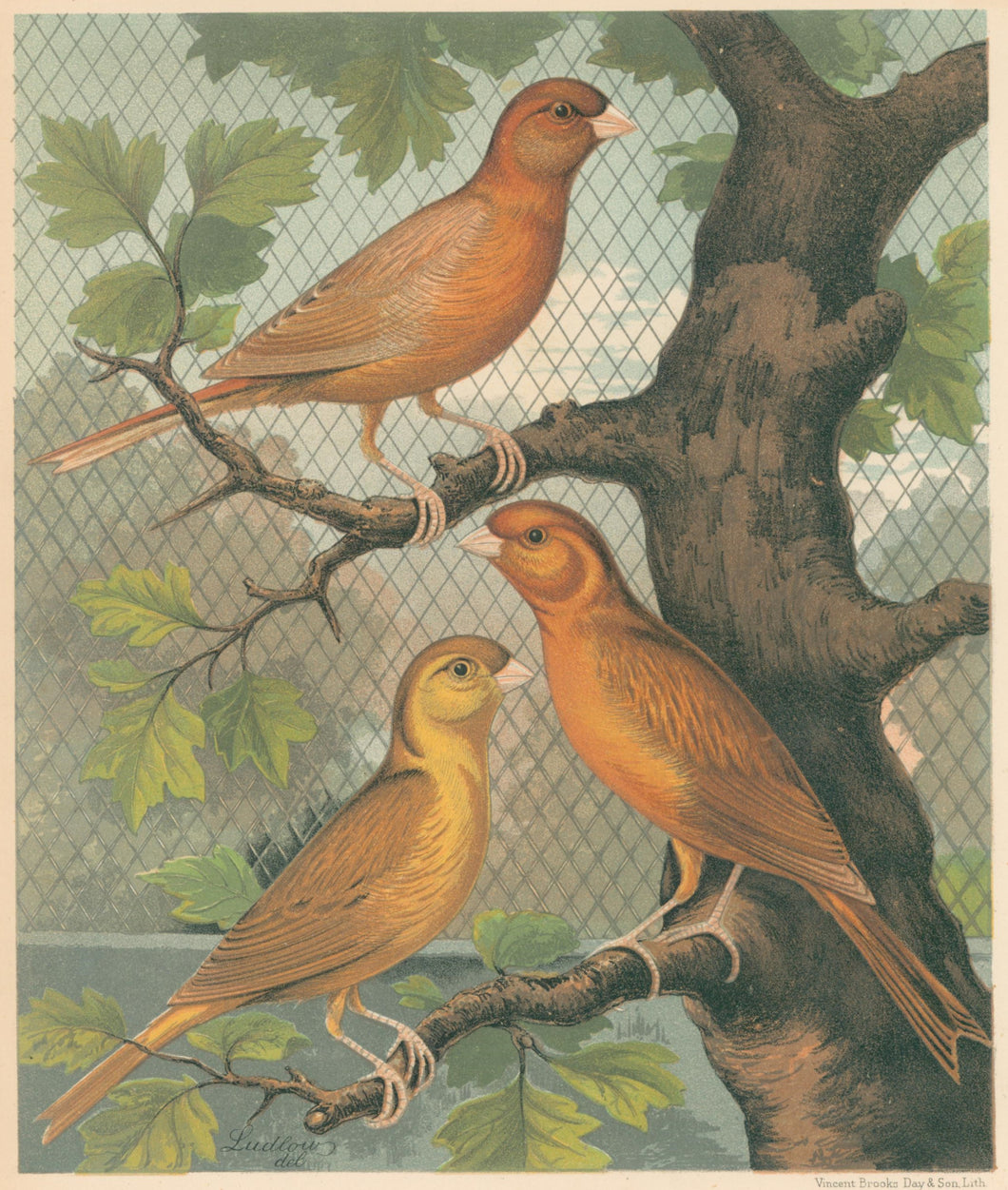 Ludlow “Cinnamon Canaries. Norwich Type