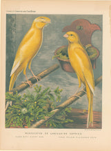 Load image into Gallery viewer, Ludlow “Manchester or Lancashire Coppies: Clear Buff Coppy Hen, Clear Yellow Plainhead Cock"