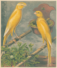 Load image into Gallery viewer, Ludlow “Manchester or Lancashire Coppies: Clear Buff Coppy Hen, Clear Yellow Plainhead Cock"