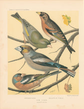 Load image into Gallery viewer, Rutledge, W. “Greenfinch, Mountain Finch, Hawfinch, Chaffinch"