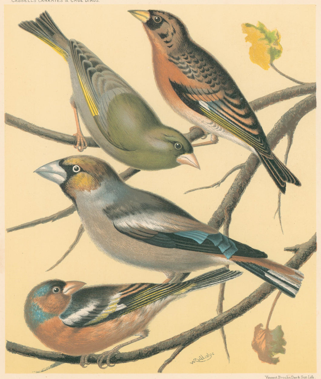 Rutledge, W. “Greenfinch, Mountain Finch, Hawfinch, Chaffinch