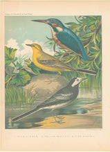 Load image into Gallery viewer, Rutledge, W. “King-Fisher, Yellow-Wagtail, Pied-Wagtail"