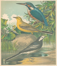 Load image into Gallery viewer, Rutledge, W. “King-Fisher, Yellow-Wagtail, Pied-Wagtail&quot;
