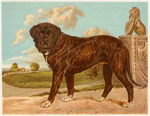 Load image into Gallery viewer, Shaw, Vero  “Mastiff. ‘Wolsey’ The Property of Mr. F.G. Banbury.”