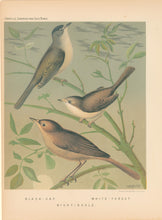 Load image into Gallery viewer, Rutledge, W. “Black-Cap, White-Throat, Nightingale"